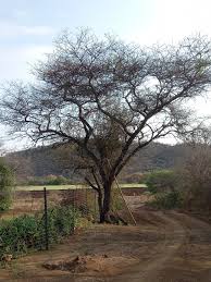 Image result for Acacia luederitzii