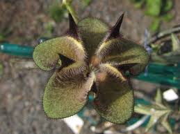 Image result for Ceropegia cimiciodora