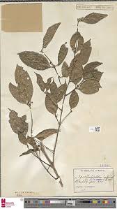 Image result for Cassipourea congoensis