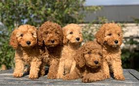 Whether it's a game of fetch, a walk around the. Cockapoo For Sale In Alabama 24 Petzlover