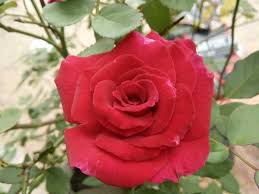 Saya merasakan teknik membuat bunga ros saya semakin baik apa bila saya menghasilkan bunga ros ini. Sekuntum Bunga Mawar Merah Steemit