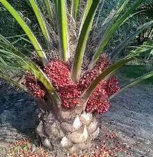 Baja bukan organik (kimia) baja yang dihasilkan daripada kilang melalui peroses kimia, percampuran atau faedah baja organik. Baja Organik Thailand Stokis Kuantan Photos Facebook