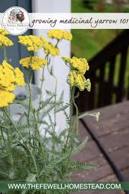 Pin On Gardening