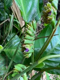 Image result for Ctenanthe marantifolia