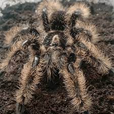 Brachypelma Now Tliltocatl Albopilosum Nicaraguan Curly Hair Tarantula Happyforest