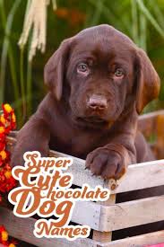 Super Cute Chocolate Dog Names Great Names For Your Chocolate Labrador Coolcanine Giftsfordoglovers Lab Labrador Retriever Brown Dog Names Chocolate Dog