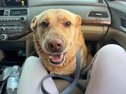 Who is the owner of the lost golden retriever found