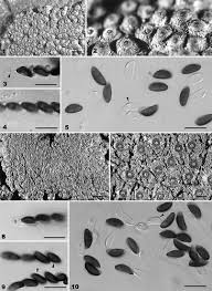 Image result for Hypoxylon multiforme