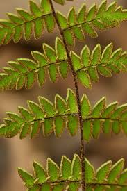 Image result for Pteridaceae