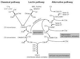 Image result for Complement Pathway
