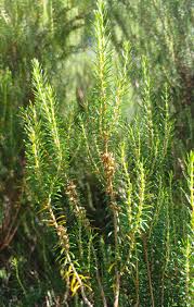 Image result for Scoparia