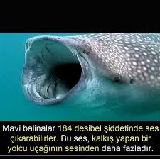 Bilgi Huma Bilgi Balinalar Gercekler