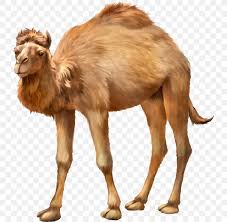Are bactrian camels carnivores, herbivores, or omnivores? Bactrian Camel Dromedary Animal Herbivore Png 800x800px Bactrian Camel Arabian Camel Camel Camel Like Mammal Dromedary