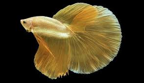 Mulai dari hitam, biru, hijau dan emas. 15 Jenis Ikan Cupang Liar Hias Hingga Aduan Tokopedia Blog