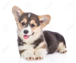 Corgi funny cute corgi cute puppies corgi names corgi pictures corgi mix pembroke welsh corgi my animal dog life. Happy Brown Pembroke Welsh Corgi Puppy Lying Isolated On White Stock Photo Picture And Royalty Free Image Image 101210605