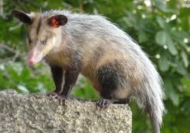 We did not find results for: Elle M They Them On Twitter 9 Monito Del Monte Colocolo Opossum Https T Co Jyybvsex5c It Is The Only Existing Member Of It S Order It S Threatened By Habitat Destruction It Eats Insects It S Monogamous I Learned