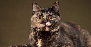 Tortitude Is Real And Other Fun Facts About Tortoiseshell Cats Meowingtons