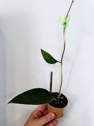 Image result for Polystachya campyloglossa