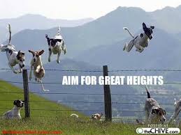 Jumping Dogs Funny Animal Quotes Jumping Dog Animal Quotes