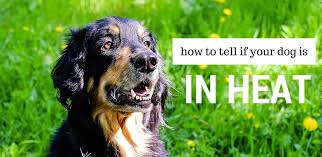 Turn her tail to the side. How Long Does A Female Dog Stay In Heat