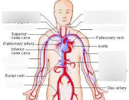 Axillary, brachial, ulnar and radial arteries veins: Arteries And Veins Of Upper Body Diagram Quizlet
