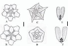 Figure 4 From Variations In The Hoya Verticillata Complex In Thailand Semantic Scholar