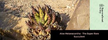 Image result for Aloe pienaarii