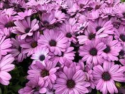 Garden shrubs landscaping plants garden plants mexican sage california garden southern california drought tolerant landscape how to attract. Flowers And Flowering Shrubs Of Southern California
