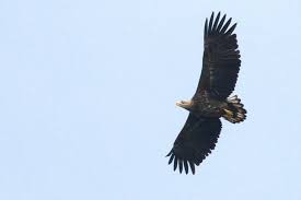 Wandelen door de biesbosch is een belevenis! Zeearend Gespot Boven De Kogelvanger In Het Bredase Mastbos Breda Bndestem Nl