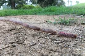 Ejaculate in her hairy asshole. Horse Industry Guidelines Released To Manage Hairy Caterpillar Miscarriage Threat Abc News