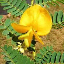 Image result for Aeschynomene bullockii