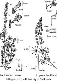 Image result for Aeschynomene chimanimaniensis