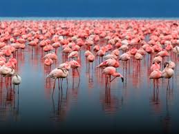 There is a unique collective noun for any group of animals. The Real Reason Flamingos Stand On One Leg Nature And Wildlife Discovery