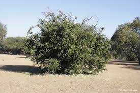 Image result for Dovyalis lucida