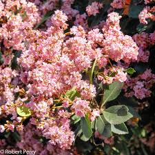 Image result for Rhaphiostylis