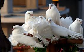 Jul 30, 2021 · ford wallpaper backgrounds in hd for free download ford truck desktop background from www.desktopbackground.org free download high quality and widescreen resolutions desktop background images. Desktop Wallpaper Hd Widescreen Free Download Wallpapers13 Com