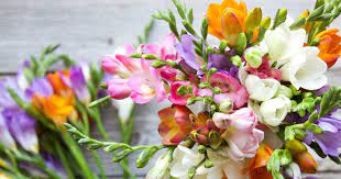 Flower Care Guide Freesia Bouquets Bouqs Blog