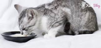 Kediler Ne Yer Saglikli Kedilerin Yiyebilecegi Her Sey 2020 Kedi Blog