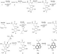 The Biosynthetic Pathway to the Pyrroloiminoquinone Marine ...