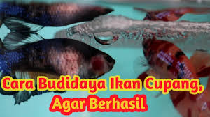 Sebenarnya untuk membudidayakan ikan guppybisa dilakukan satu per satu pasangan, bisa juga dilakukan secara massal memasukan semua indukan secara bersamaan. Cara Budidaya Ikan Cupang Agar Berhasil Youtube