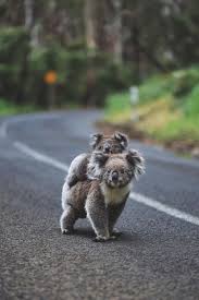 Cutest Photo Ever Cute Animals Love Beauty Beautiful Australia Sweet Cute Baby Animals Cute Animals Baby Animals Pictures