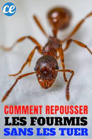 L Astuce Redoutable Pour Repousser Les Fourmis De La Maison Sans Les Tuer