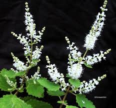 Image result for Tetradenia