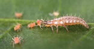 A section dedicated to the methods by pest, (insects, rodents, and small animals/wildlife) in which a table with images shows the different methods and cost for each pest is now present. Fighting Back With Bugs Greenhouse Management
