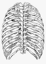 It is a very clean transparent background image and its resolution is 586x700 , please mark the image source when quoting it. Rib Cage Png Rib Cage Drawing Back Transparent Png Kindpng