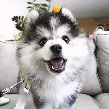 10 Pomeranian Puppy Training In 2020 Pomsky Dog Pomsky Puppies Dog Breeds