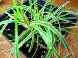 Image result for Ficinia