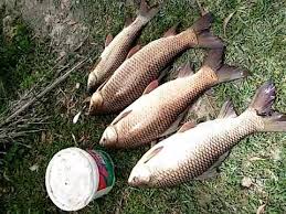 Pancing Ikan Rohu 40kg Perak Fishing Big Fish Youtube