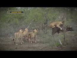 Becoming prey of wild predators, being attacked by domestic dogs, getting into fights with other. The Tables Are Turned When Prey Fights Back Against The Predators Youtube