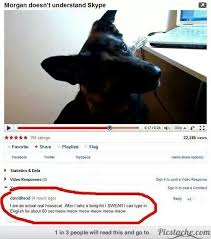 I Am An Actual Housecat Funny Youtube Comments Really Funny Youtube Comments
